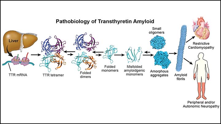 The Association between Preoperative Tamsulosin Use and Intraoperative Hypotension